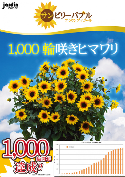 ★【お知らせ】1,000輪咲ひまわり『サンビリーバブル』ブラウン アイ ガール 発売時期