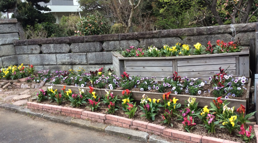 会社の入口花壇にたくさんのカラーを植えました ニュース イベント 株式会社ハルディン Jardin Co Ltd