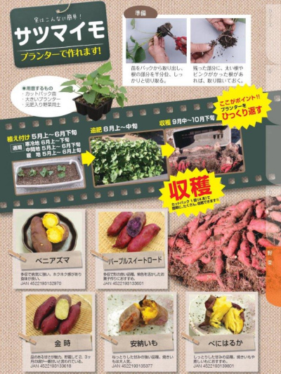 ★ サツマイモの育て方⇒FacebookにUP