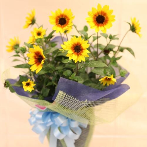 ★ フジテレビ「めざましテレビ」で紹介されたお花　～めざせ１０００輪！！ サンビリーバブル～