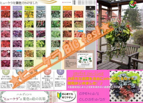 ★～jardin ヒューケラ BIG FES！2020.～　jarfre on-line