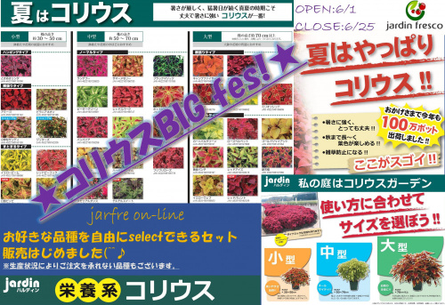 ★～jardin コリウス BIG FES！2020.～　jarfre on-line
