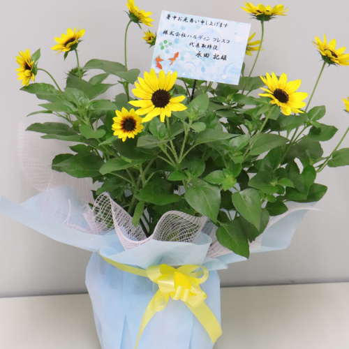 ★【ご案内】夏のお中元ギフト1000輪咲ひまわり『サンビリーバブル』ブラウンアイガールの販売スタート