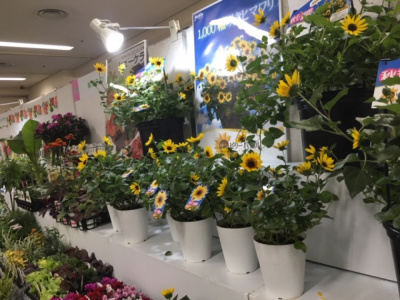 ◆【展示会】大原ビッグフェスティバル(京都)予定通り開催します