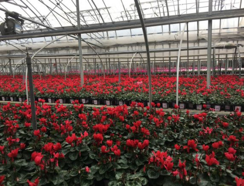 ★ ガーデンシクラメン『フェアリーミニ』