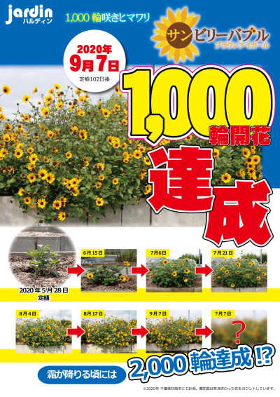 ★ サンビリーバブル ブラウンアイガール ~1,000輪咲き達成~