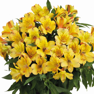 アルストロメリア 花 商品一覧 株式会社ハルディン Jardin Co Ltd