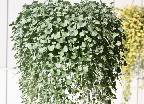 ディコンドラ シルバーフォール