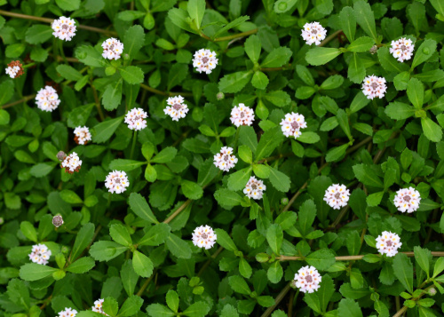 ヒメイワダレソウ