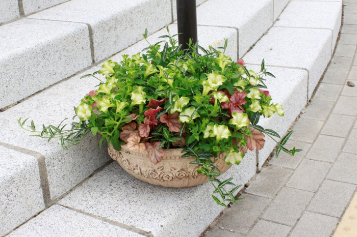 新しいコレクション ペチュニア 地 植え 誕生 日 ライン 友達