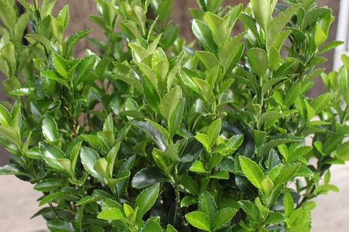 マサキ グリーンジャンプ