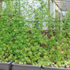 グリーンカーテン